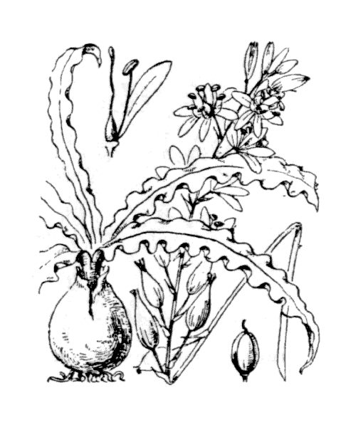 Illustration de Coste