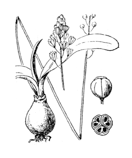 Illustration de Coste