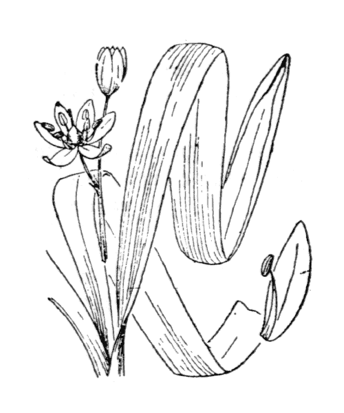 Illustration de Coste