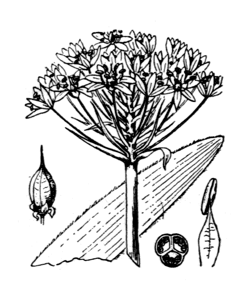 Illustration de Coste