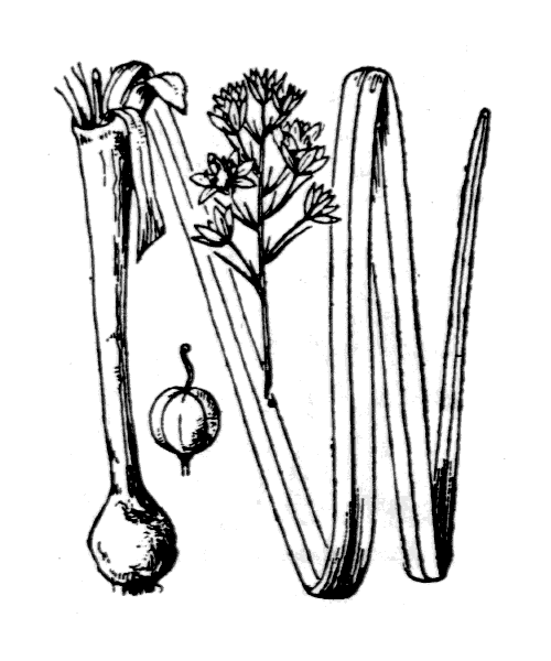 Illustration de Coste