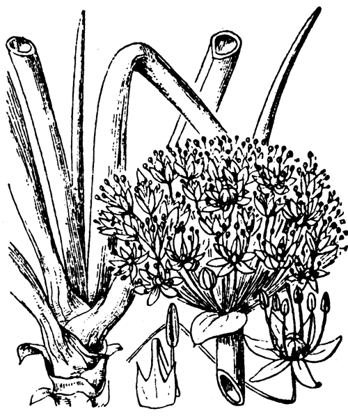 Illustration de Coste