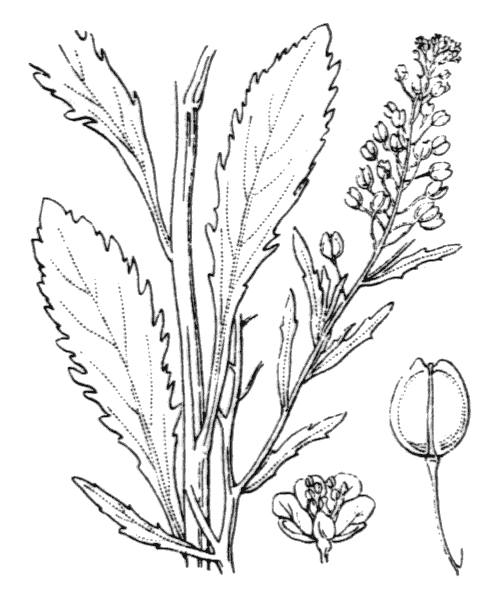 Lepidium virginicum L. - illustration de coste