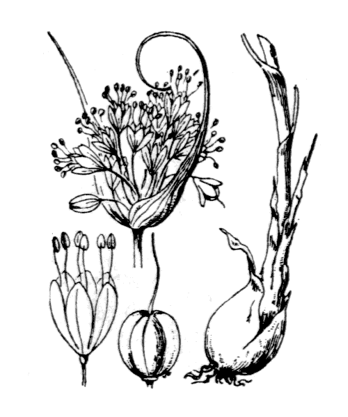 Illustration de Coste