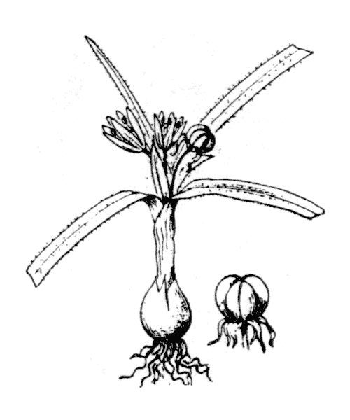 Illustration de Coste