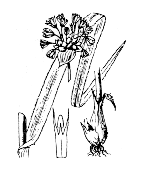 Allium scorodoprasum L. - illustration de coste