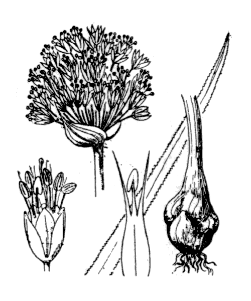 Illustration de Coste