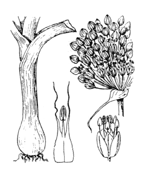Allium porrum L. - illustration de coste