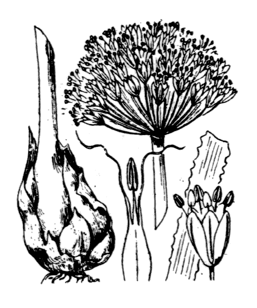 Allium ampeloprasum L. - illustration de coste