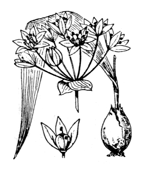 Allium moly L. - illustration de coste