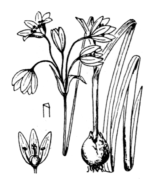 Allium pendulinum Ten. - illustration de coste