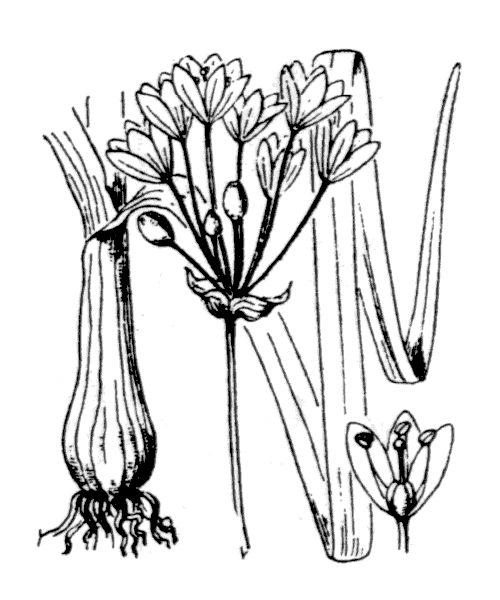 Nothoscordum borbonicum Kunth - illustration de coste