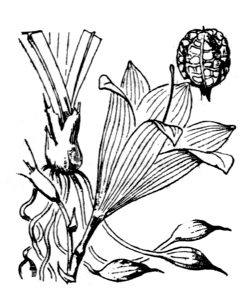 Illustration de Coste