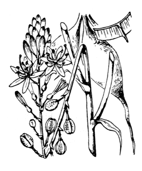 Illustration de Coste