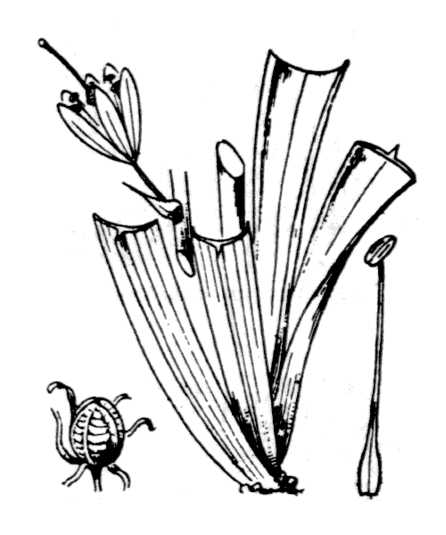 Asphodelus albus Mill. - illustration de coste