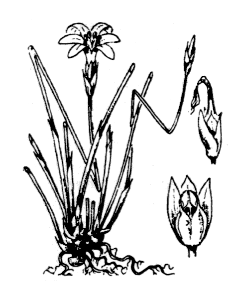 Aphyllanthes monspeliensis L. - illustration de coste