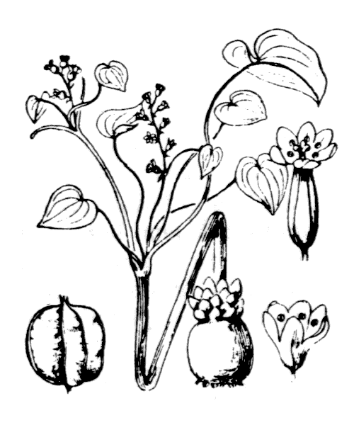 Illustration de Coste