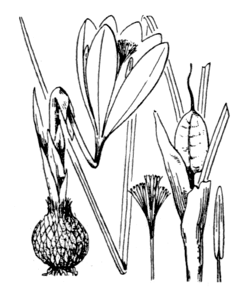 Illustration de Coste