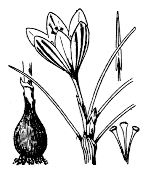 Illustration de Coste