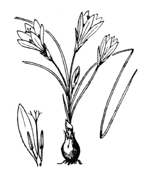 Illustration de Coste