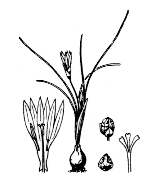 Romulea columnae Sebast. & Mauri - illustration de coste