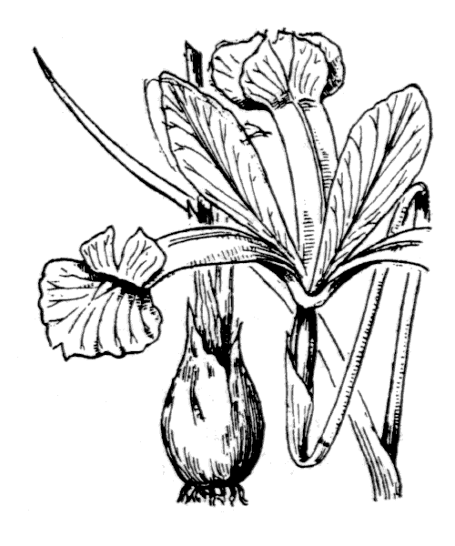 Illustration de Coste