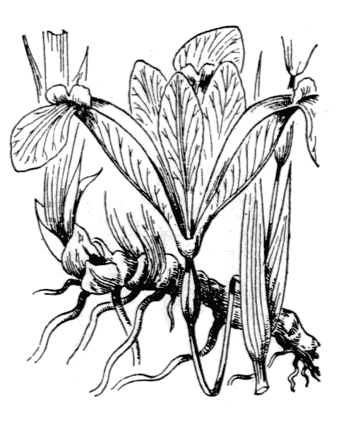 Illustration de Coste