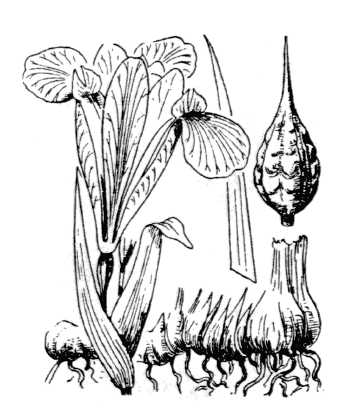 Illustration de Coste