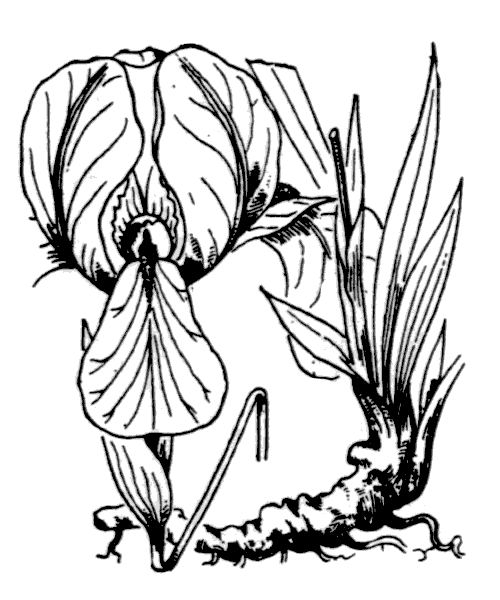 Illustration de Coste