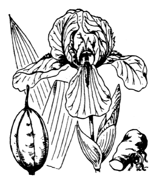 Illustration de Coste