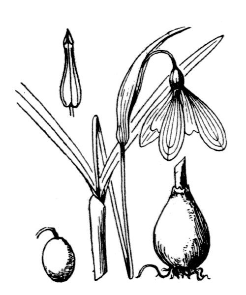 Illustration de Coste