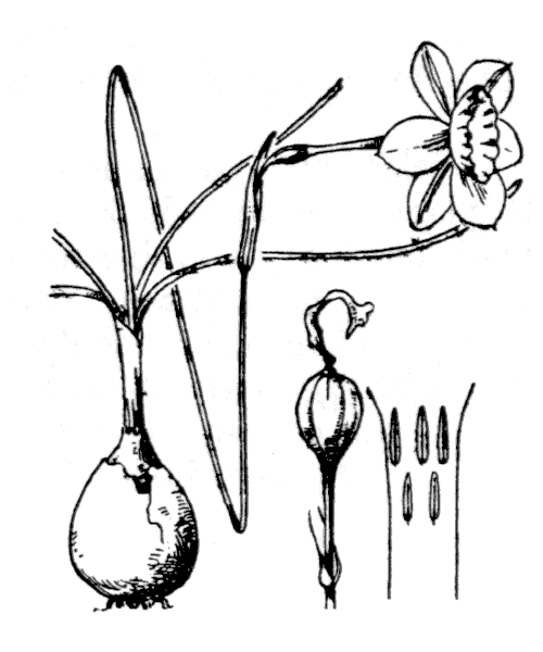 Illustration de Coste