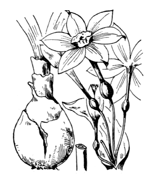 Narcissus papyraceus Ker Gawl. - illustration de coste