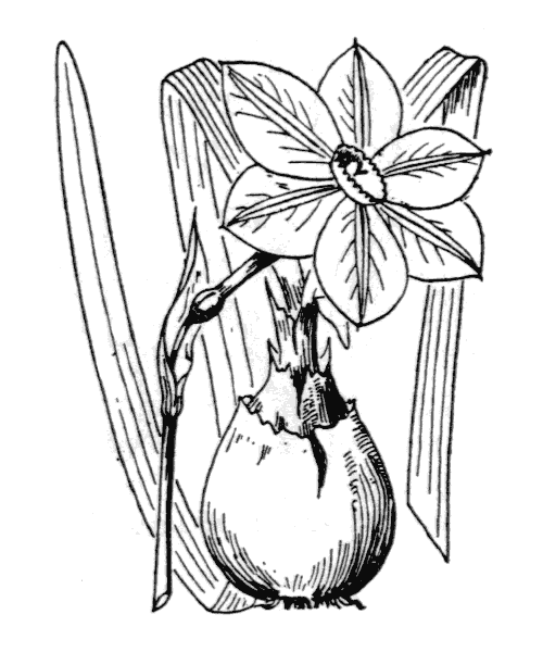 Narcissus poeticus L. - illustration de coste
