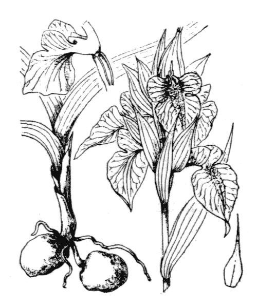 Illustration de Coste