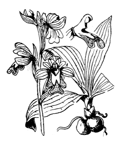 Ophrys fusca Link - illustration de coste