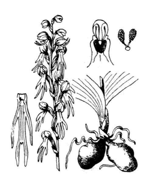 Orchis anthropophora (L.) All. - illustration de coste