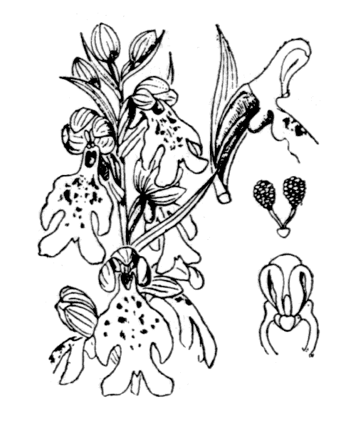 Himantoglossum robertianum (Loisel.) P.Delforge - illustration de coste