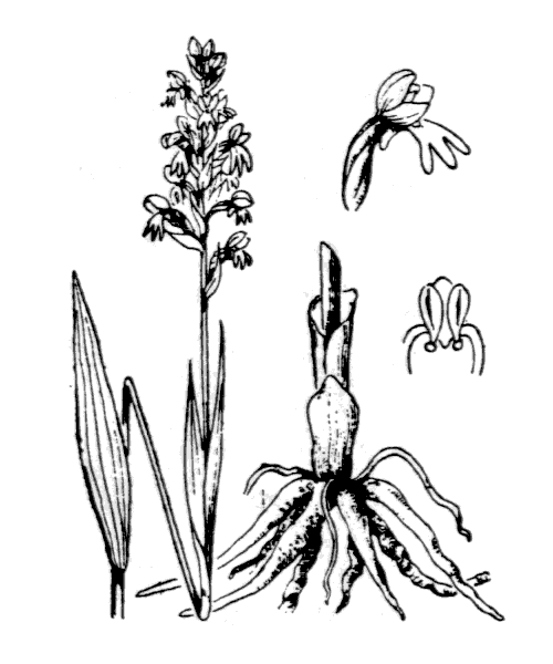 Illustration de Coste