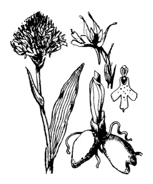 Traunsteinera globosa (L.) Rchb. - illustration de coste