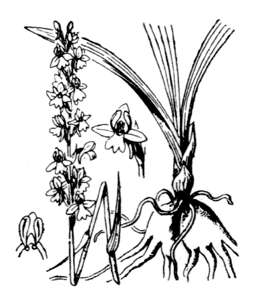 Gymnadenia odoratissima (L.) Rich. - illustration de coste