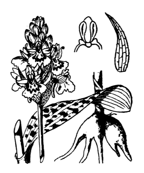 Illustration de Coste