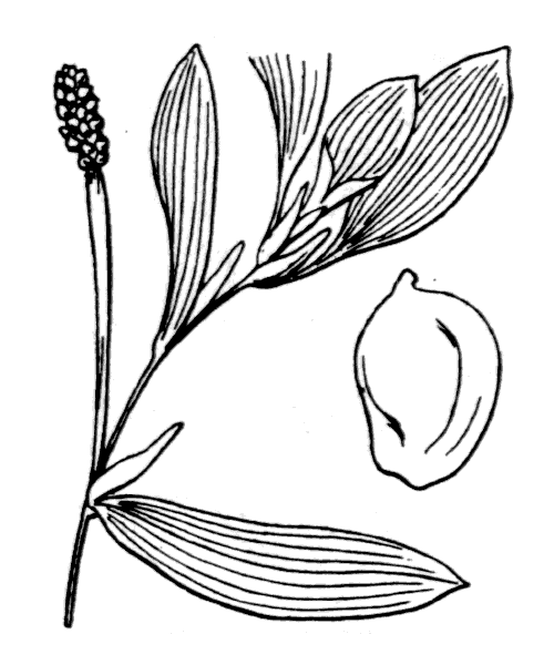 Potamogeton ×nitens Weber - illustration de coste