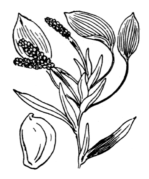Potamogeton gramineus L. - illustration de coste