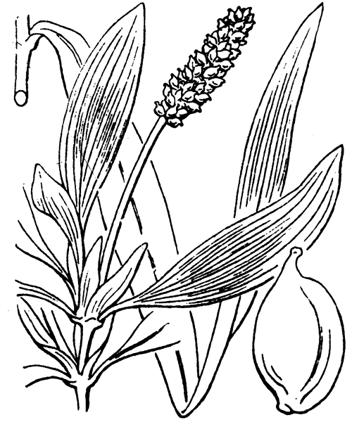 Illustration de Coste