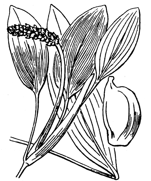 Illustration de Coste