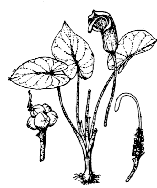 Arisarum vulgare O.Targ.Tozz. - illustration de coste