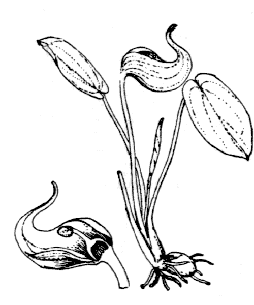 Illustration de Coste