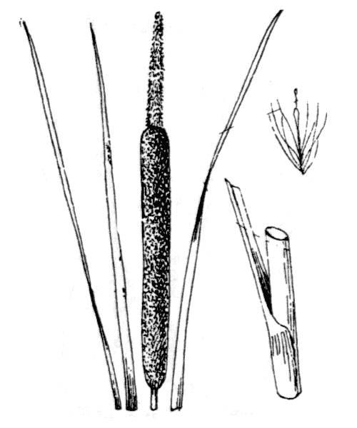 Typha shuttleworthii W.D.J.Koch & Sond. - illustration de coste