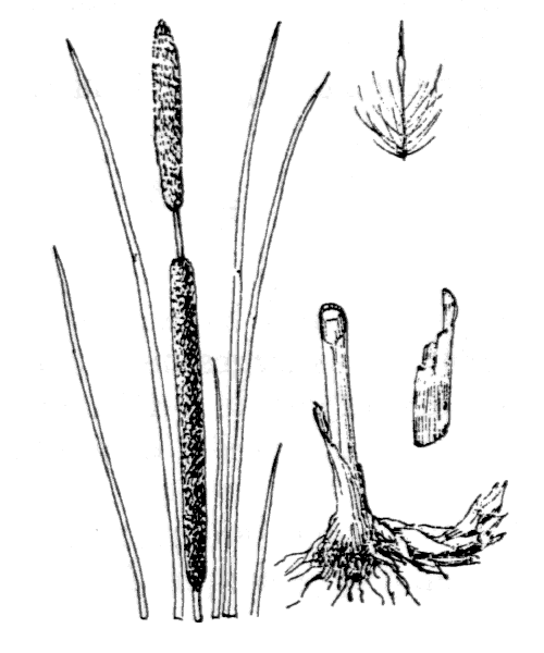 Typha angustifolia L. - illustration de coste